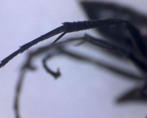 Réf. 290 568 : Caliadurgus fasciatellus